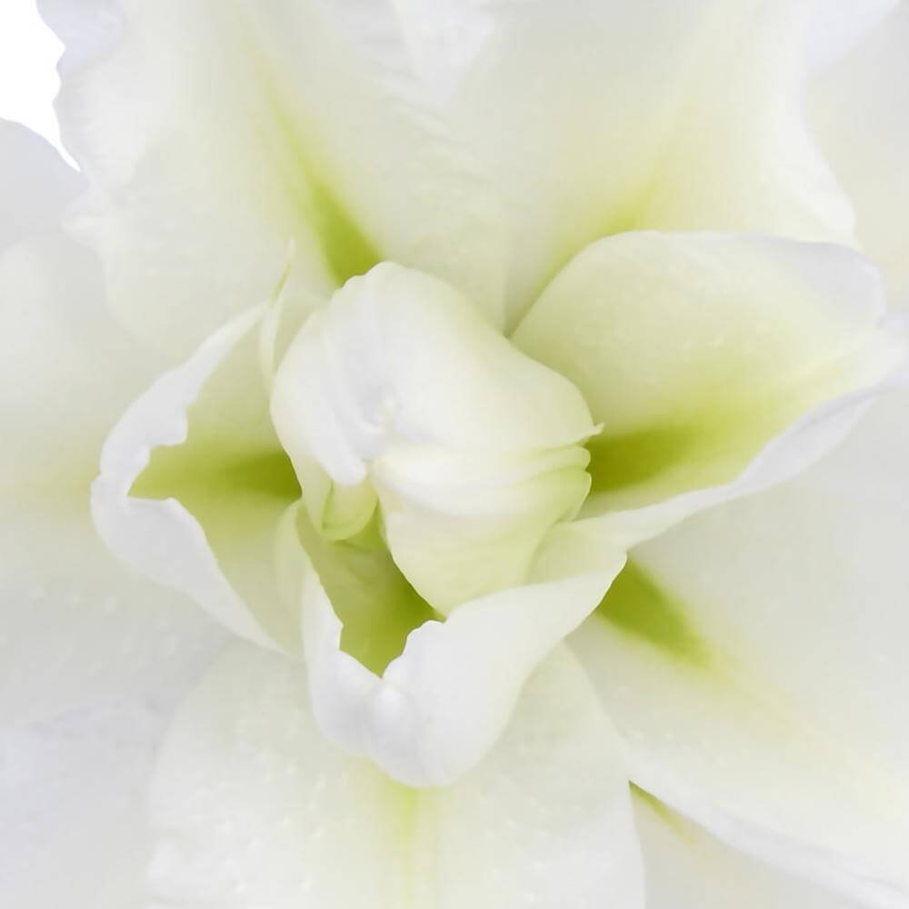 esmeralda-farms-ramona-roselily-thumbnail