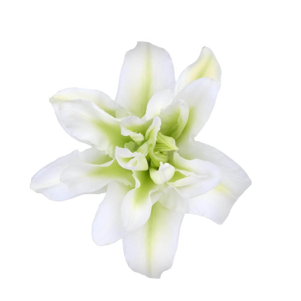 esmeralda-farms-aischa-roselily