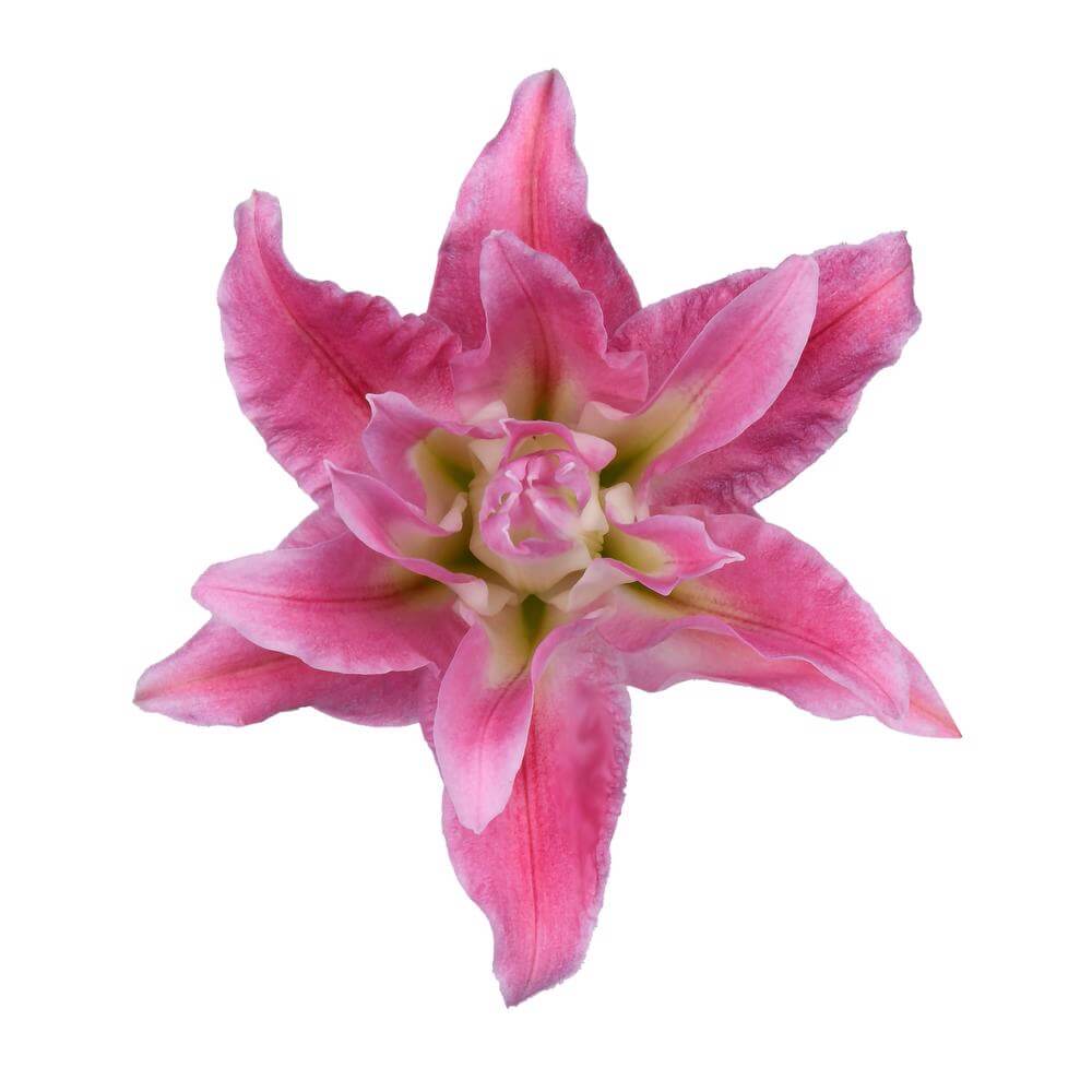 esmeralda-farms-kadango-roselily