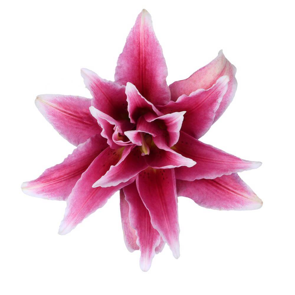 esmeralda-farms-elena-roselily