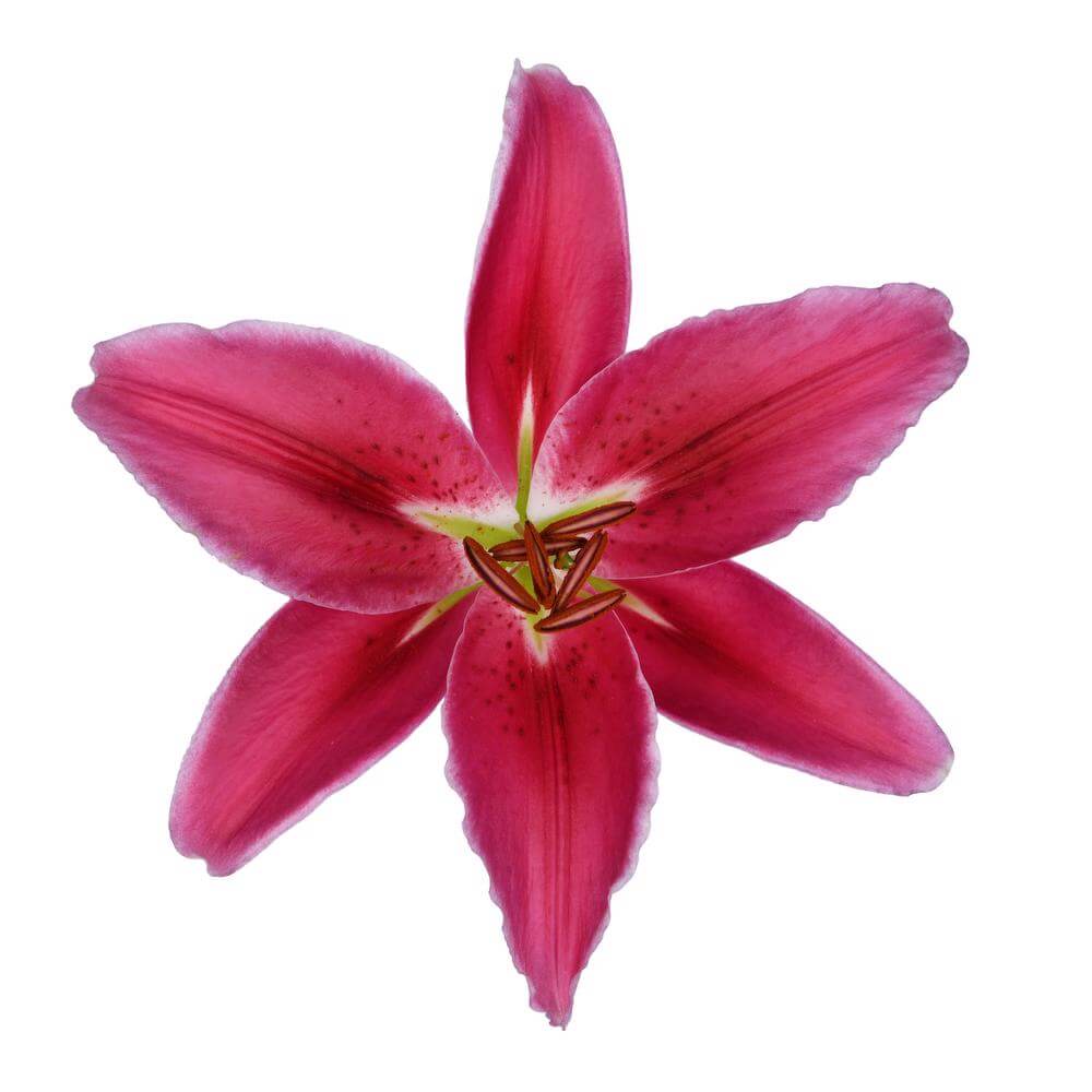 Trevi - Oriental Lily - Esmeralda Farms Wholesale Flowers