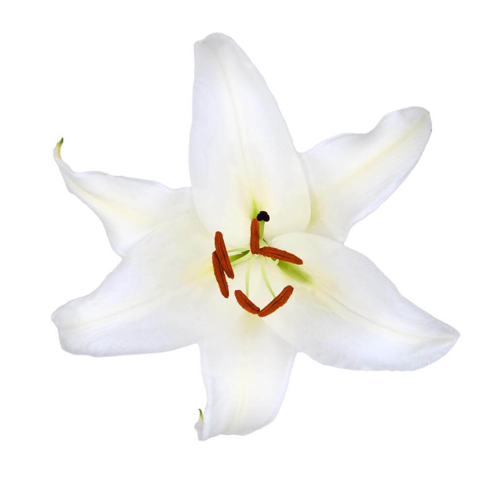 esmeralda-farms-silverside-oriental-lily