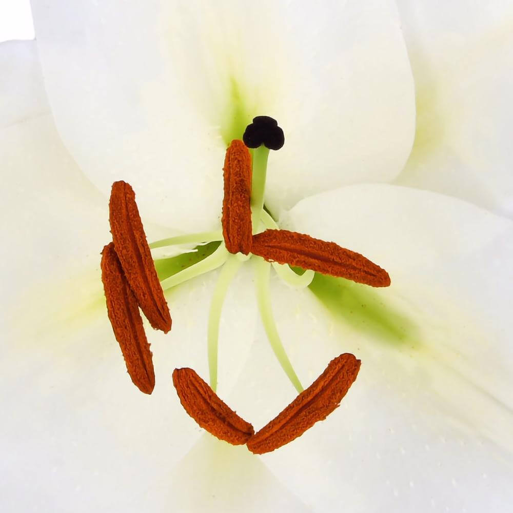 esmeralda-farms-silverside-oriental-lily-thumbnail