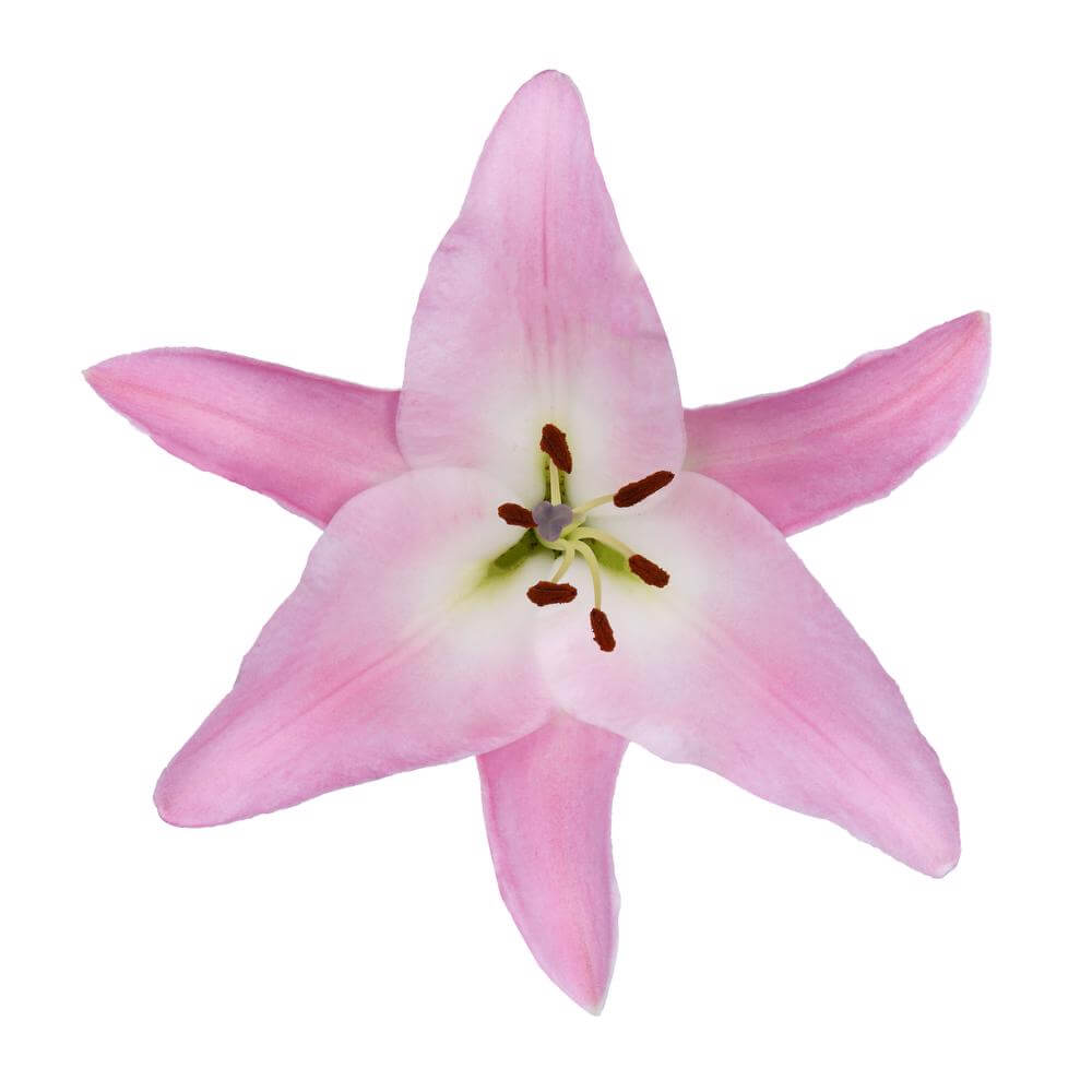 esmeralda-farms-tabledance-oriental-lily