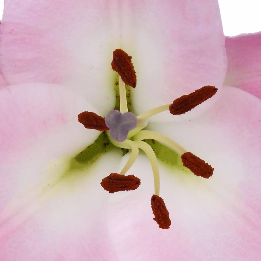 esmeralda-farms-tabledance-oriental-lily-thumbnail