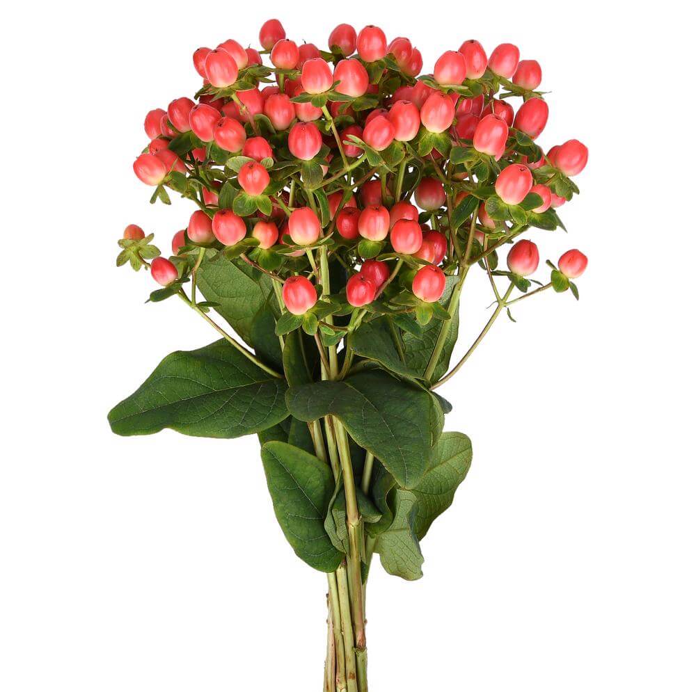 Magical Royal Princess - Hypericum - Esmeralda Farms Wholesale Flowers