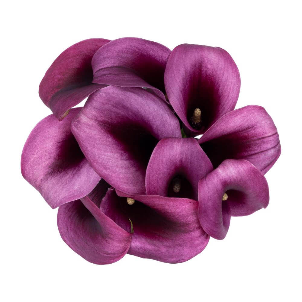 esmeralda-farms-calla-lily-accent-thumbnail