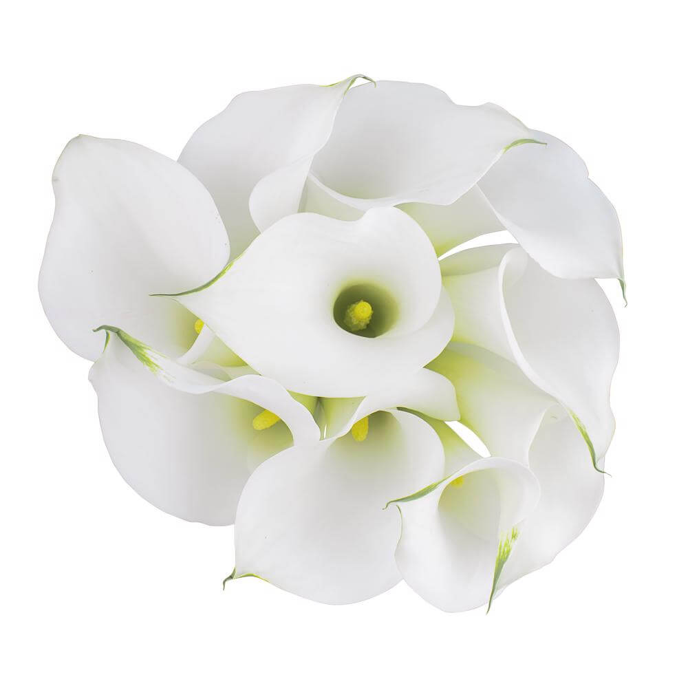 esmeralda-farms-calla-lily-aspen-thumbnail