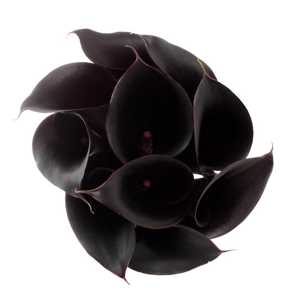 esmeralda-farms-calla-lily-black-forest