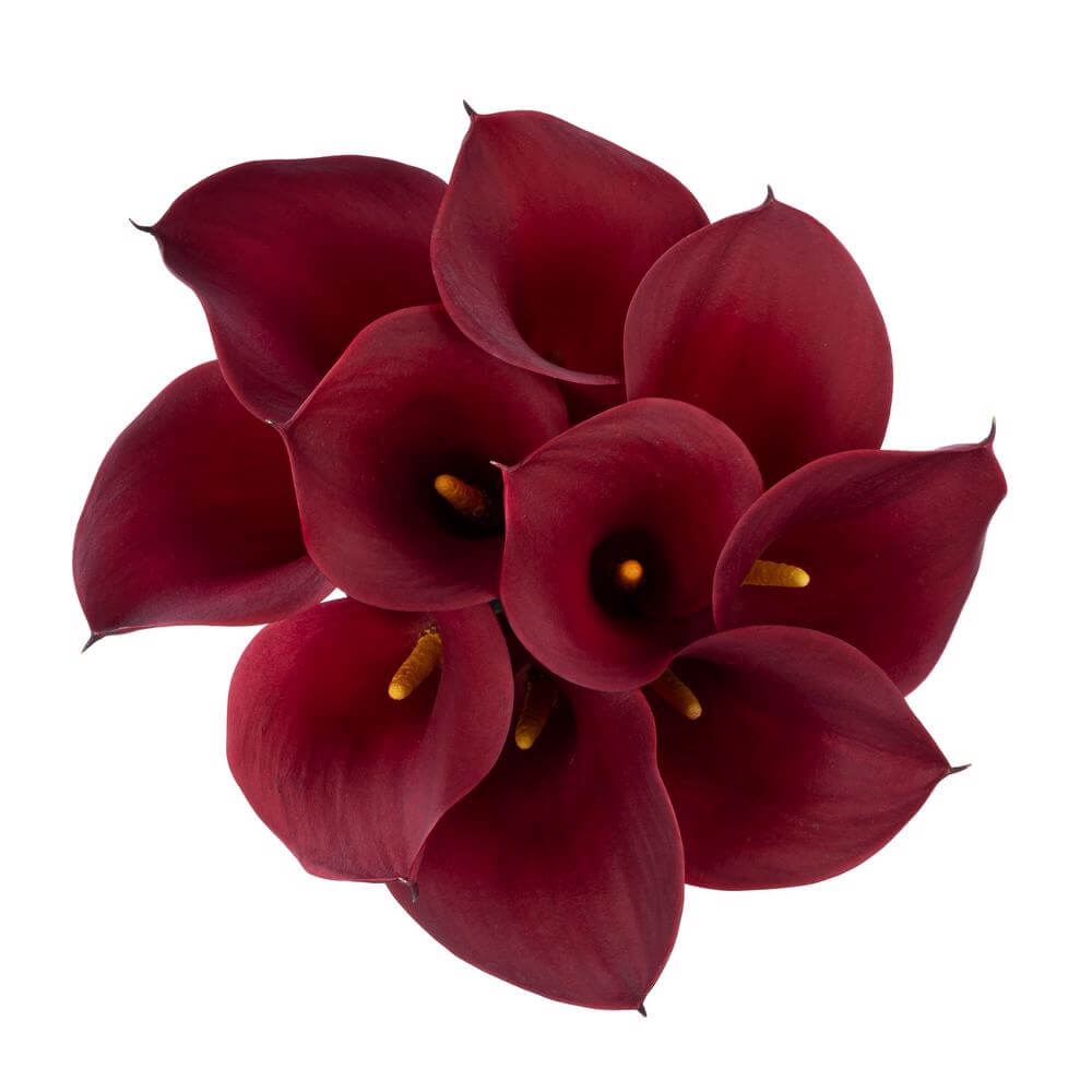 esmeralda-farms-calla-lily-cherry-love