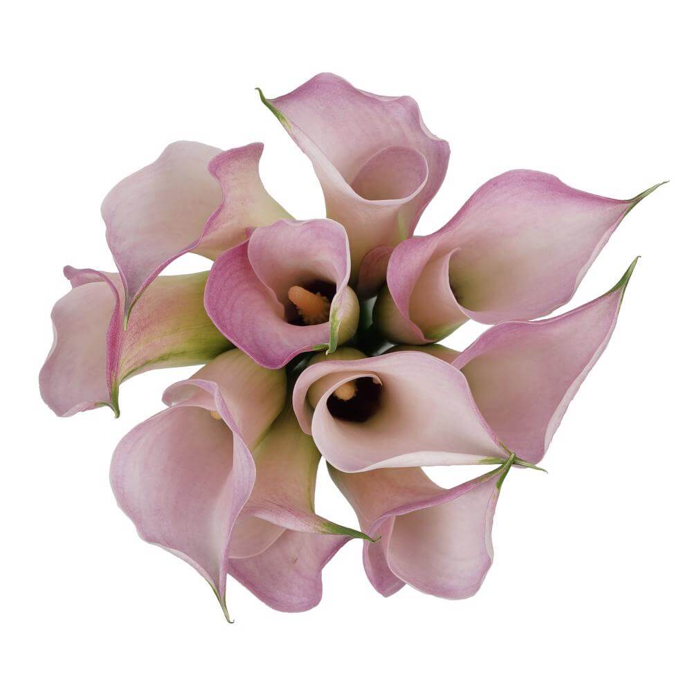 esmeralda-farms-calla-lily-couplet