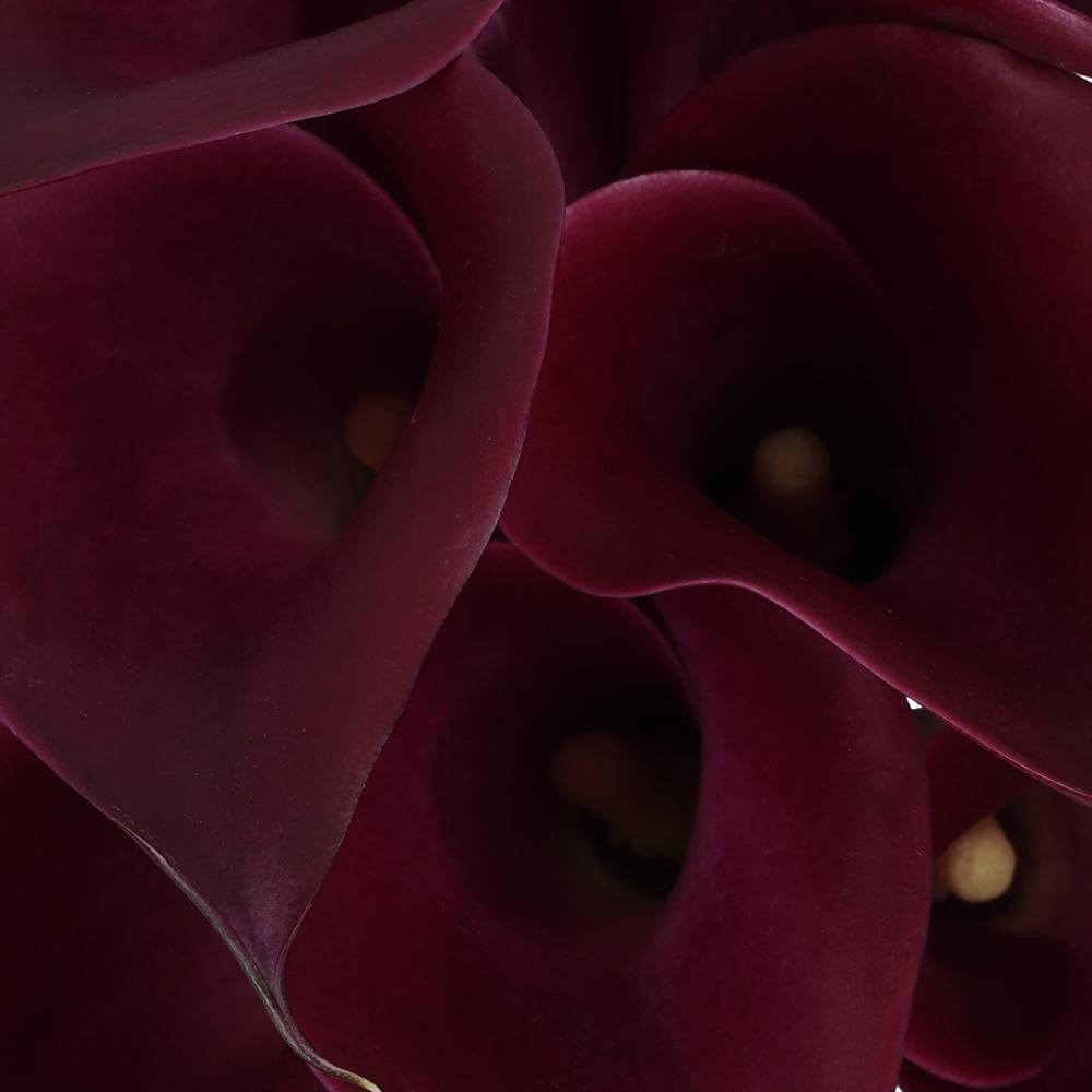 esmeralda-farms-calla-lily-cranberry