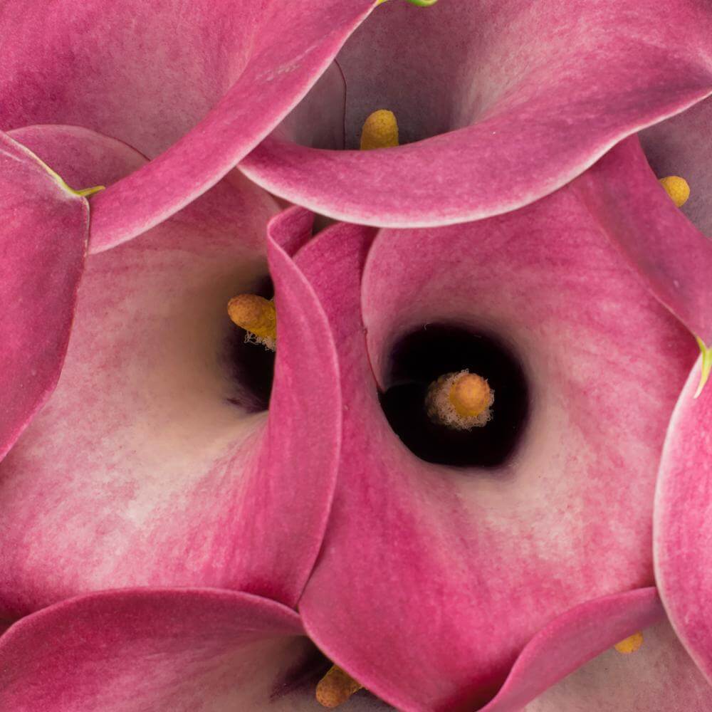 esmeralda-farms-calla-lily-denver