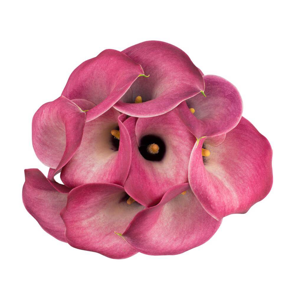 esmeralda-farms-calla-lily-denver