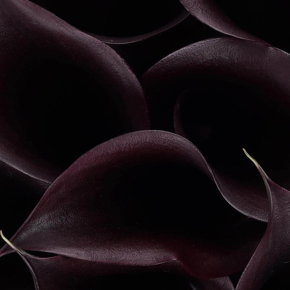 esmeralda-farms-calla-lily-e607