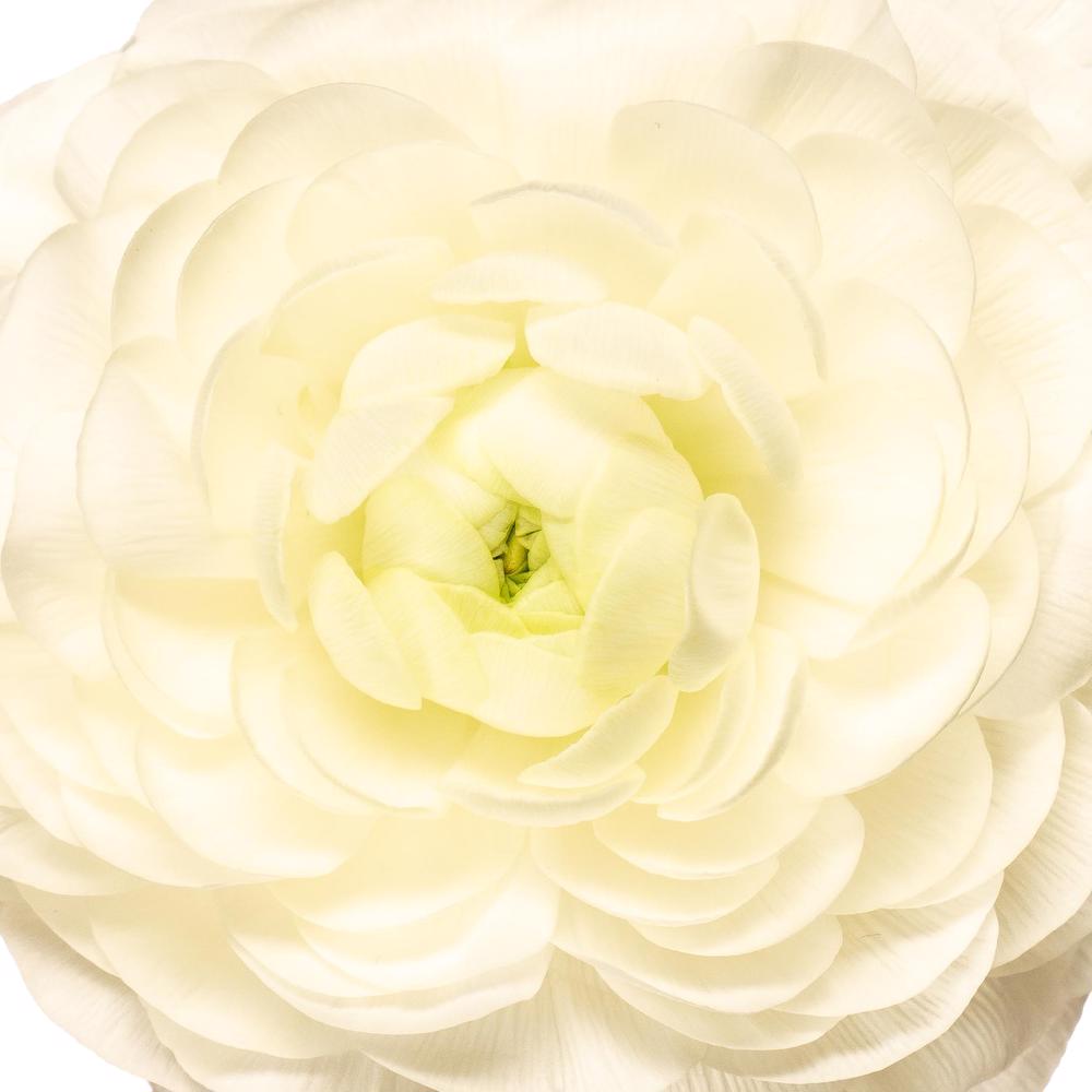 esmeralda-ranunculus-bianco-white