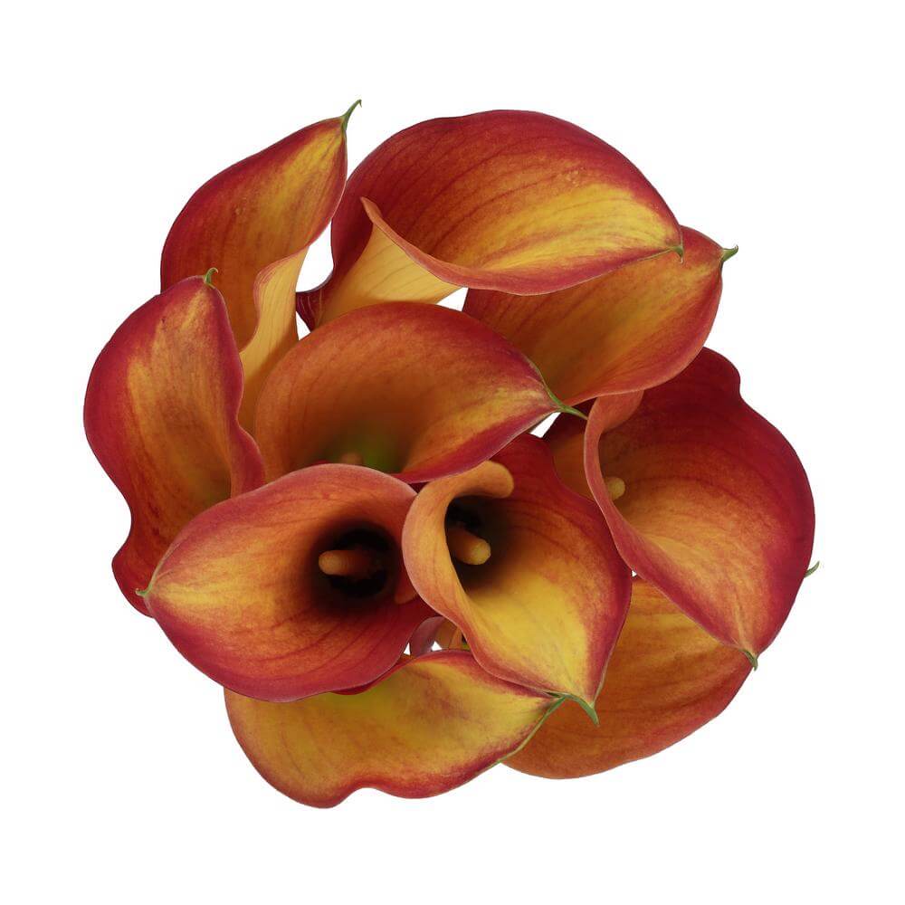 esmeralda-farms-calla-lily-e632