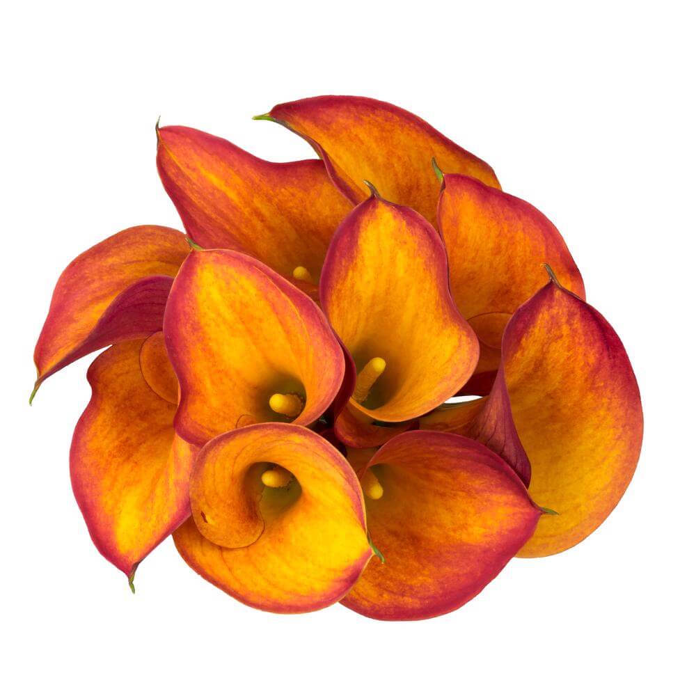 esmeralda-farms-calla-lily-gran-paradiso