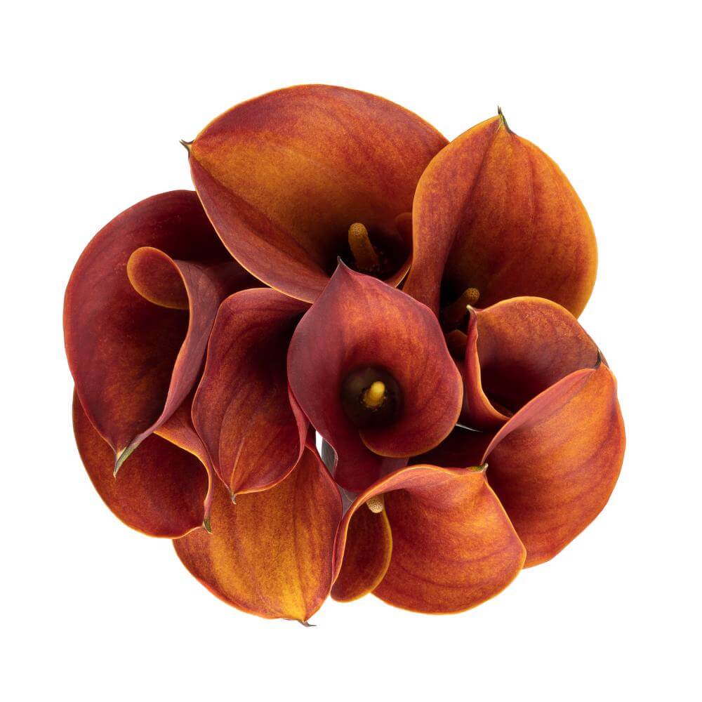 esmeralda-farms-calla-lily-orange-mango