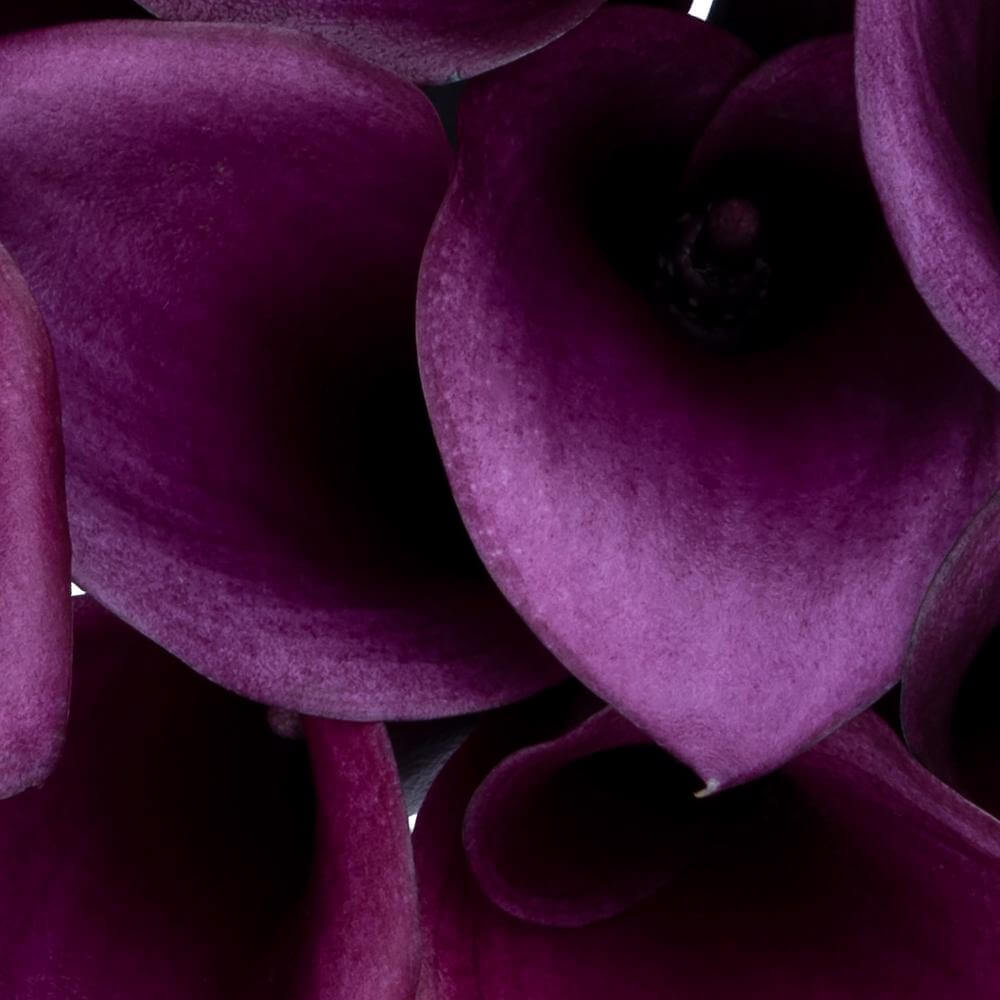 esmeralda-farms-calla-lily-paco