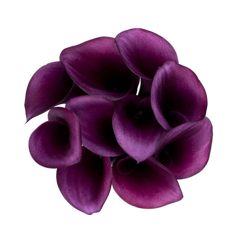 esmeralda-farms-calla-lily-paco