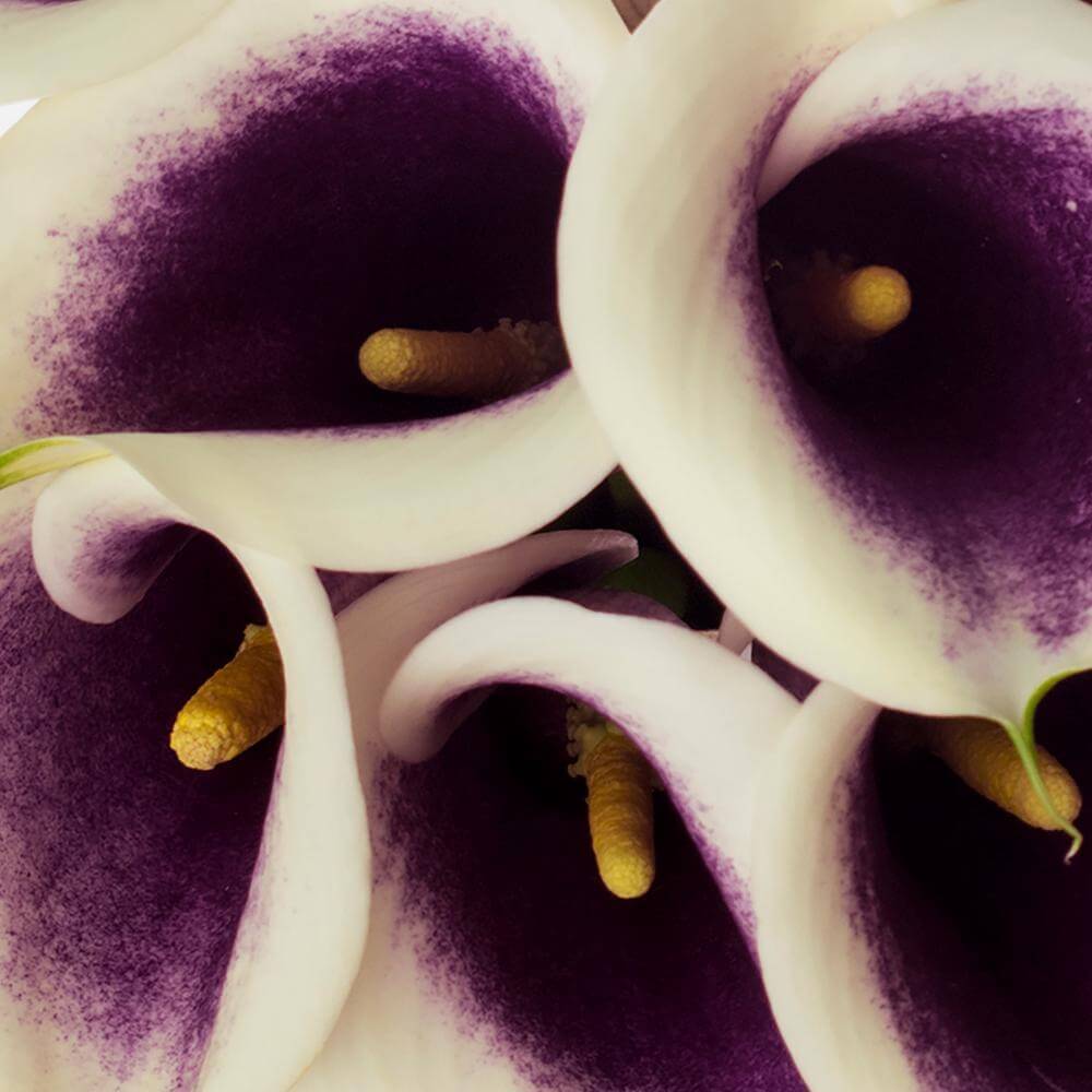 Picasso - Calla Lily Mini - Esmeralda Farms Wholesale Flowers