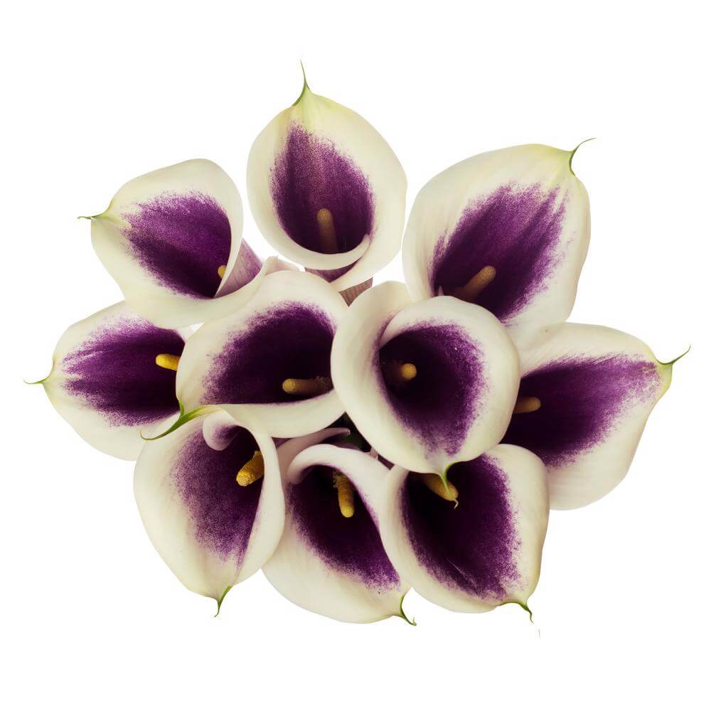 esmeralda-farms-calla-lily-picasso