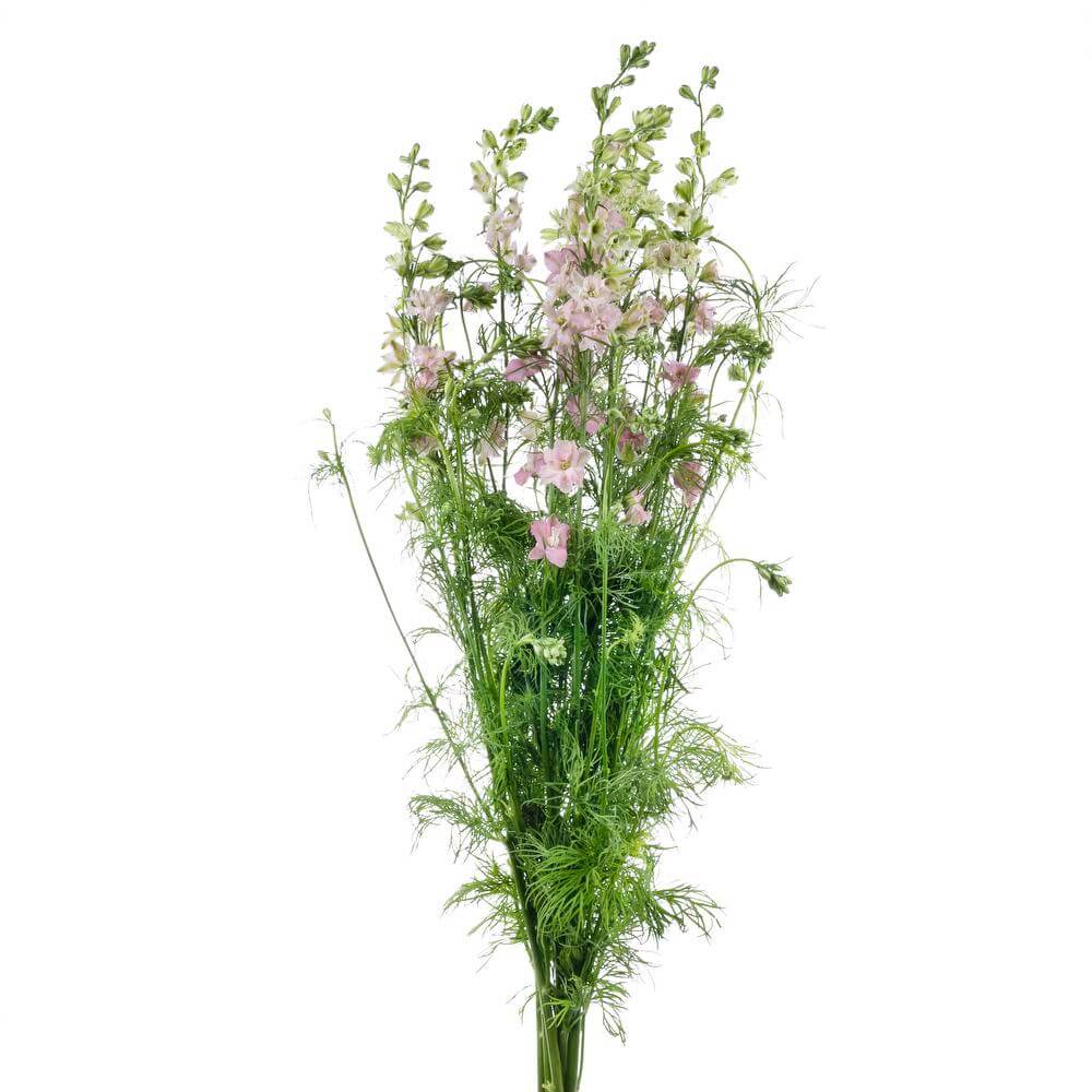 esmeralda-farms-larkspur-pink-perfection