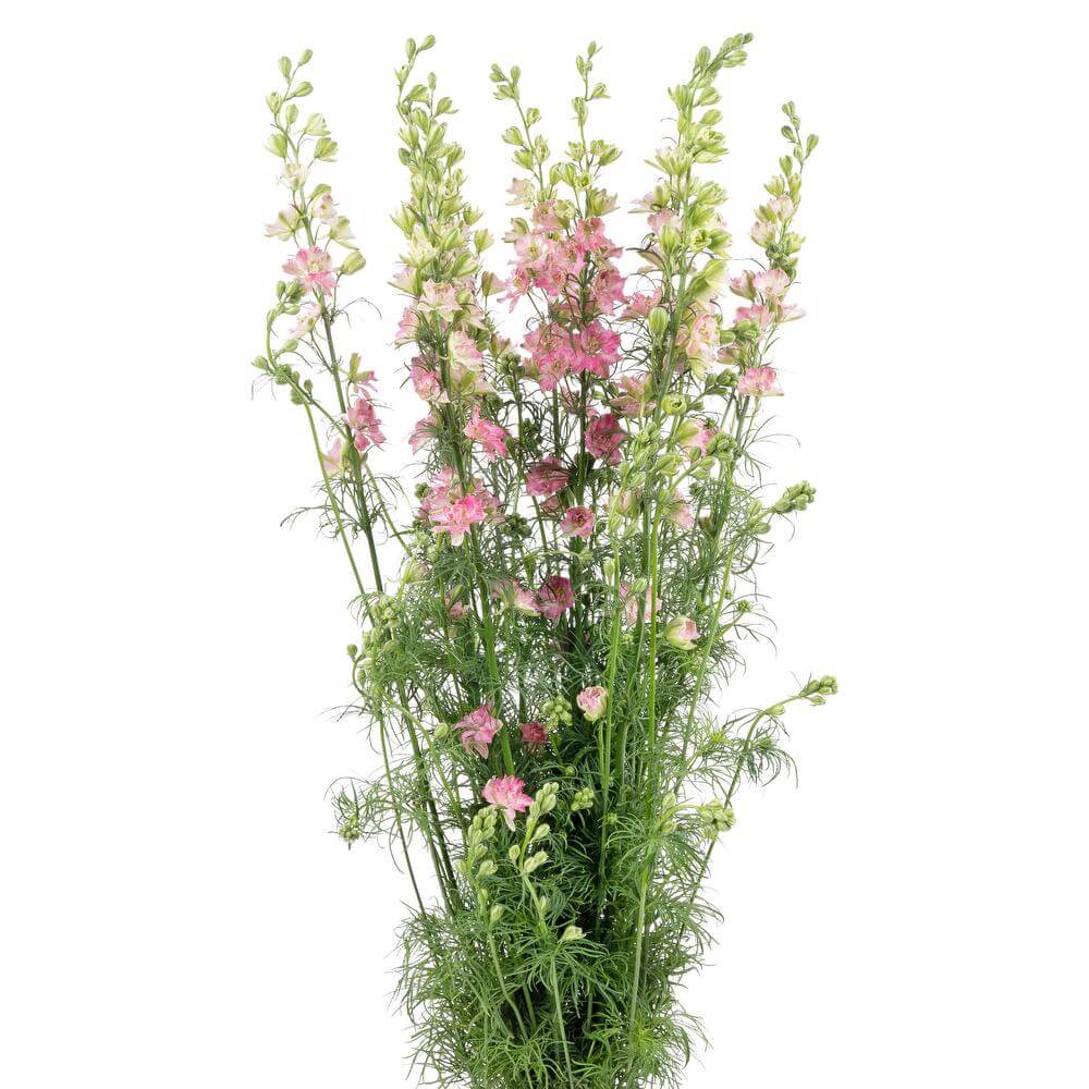 esmeralda-farms-larkspur-carmine