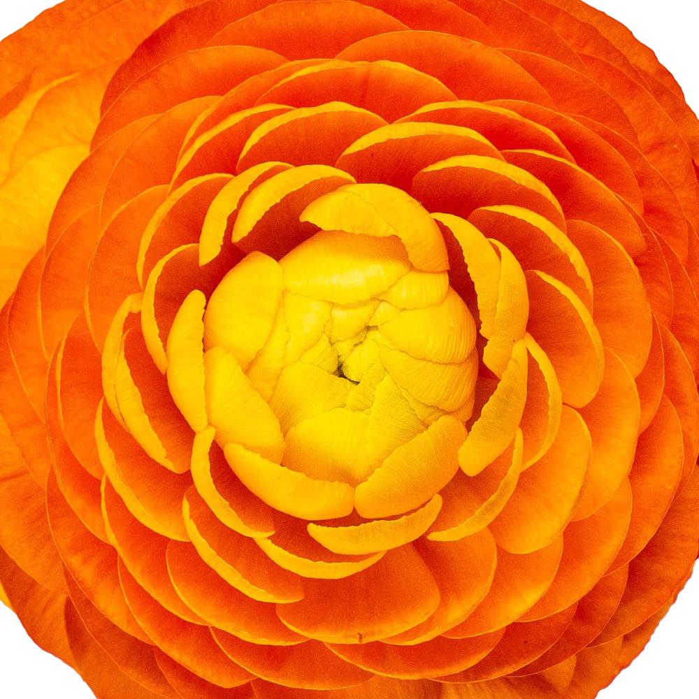 esmeralda-ranunculus-clementine-orange