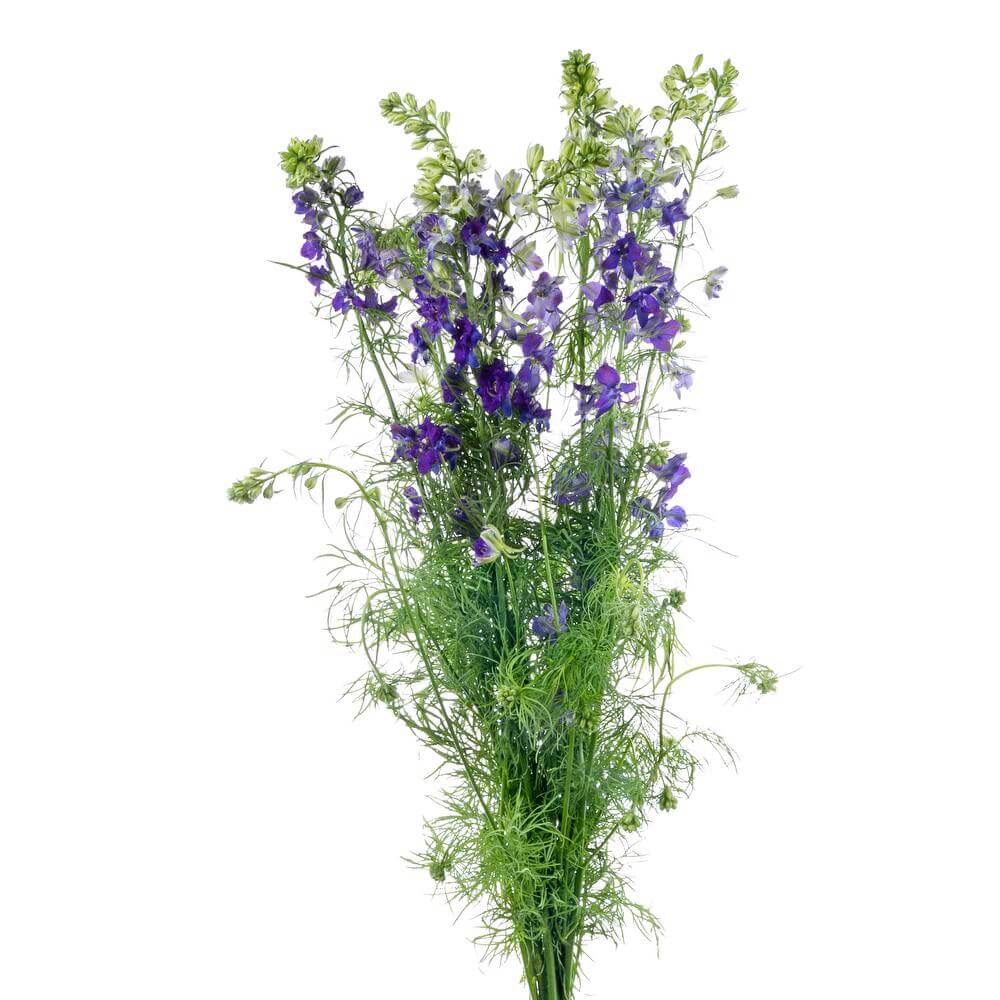 esmeralda-farms-larkspur-blue-spire