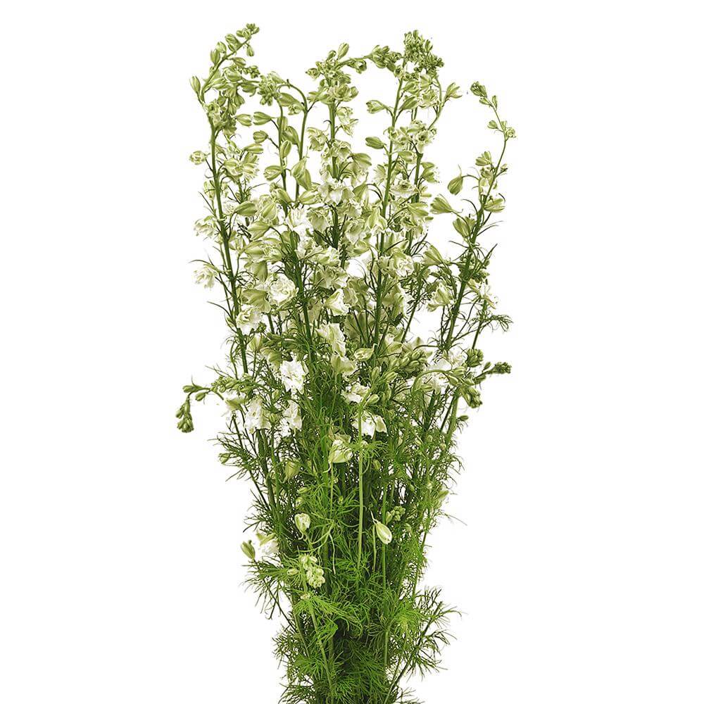 esmeralda-farms-larkspur-white-king