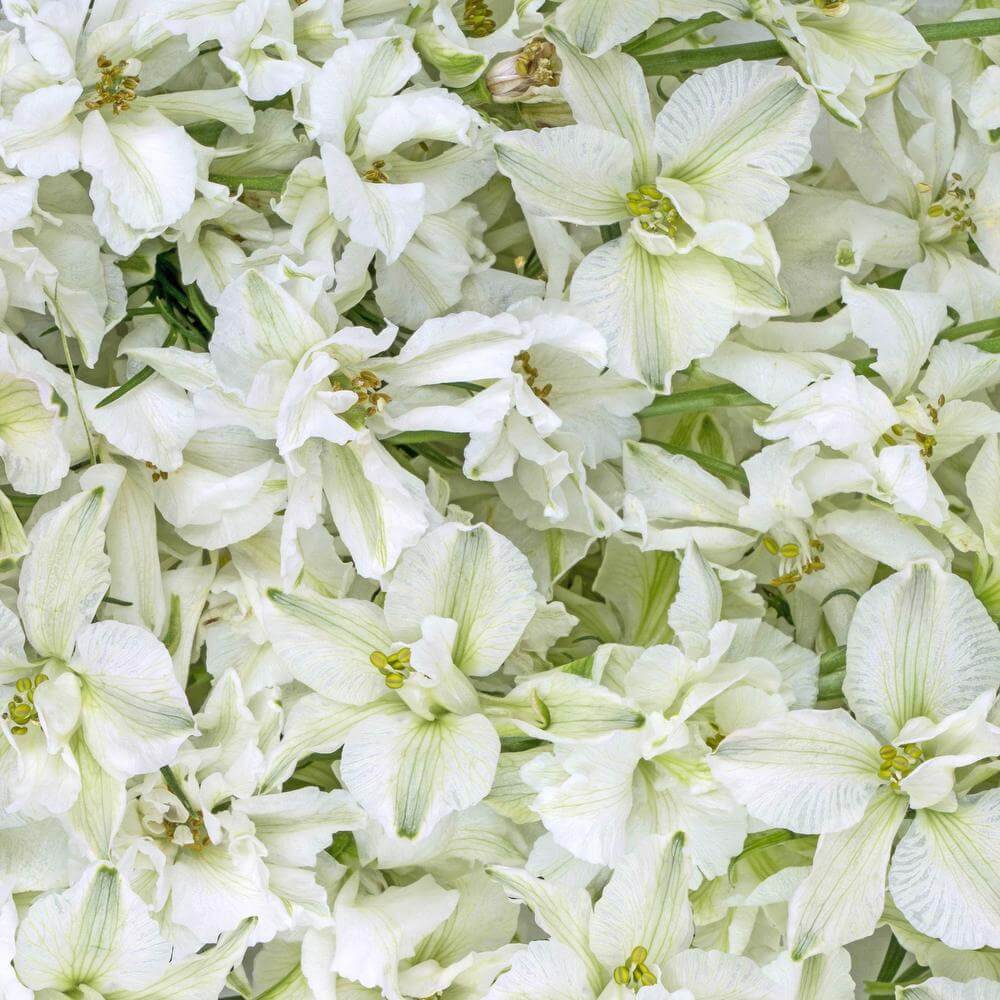 esmeralda-farms-larkspur-white-king