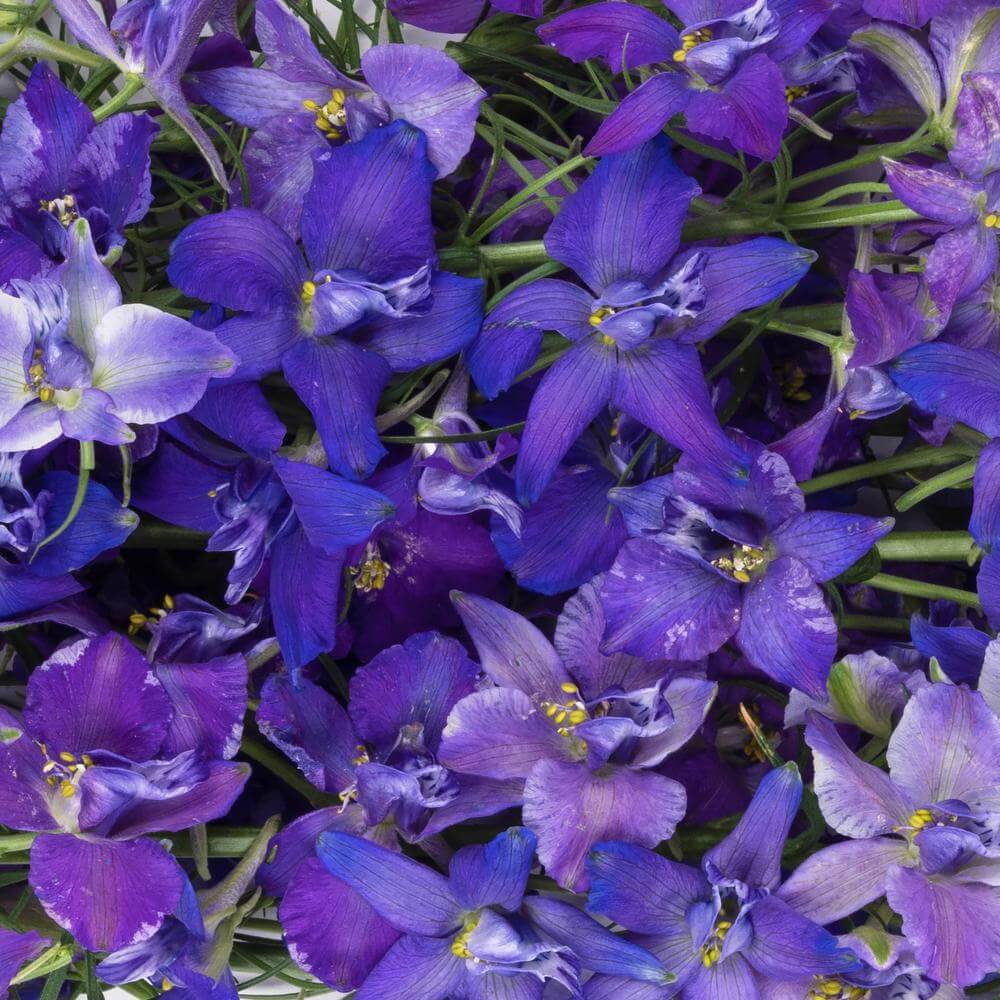esmeralda-farms-larkspur-blue-spire