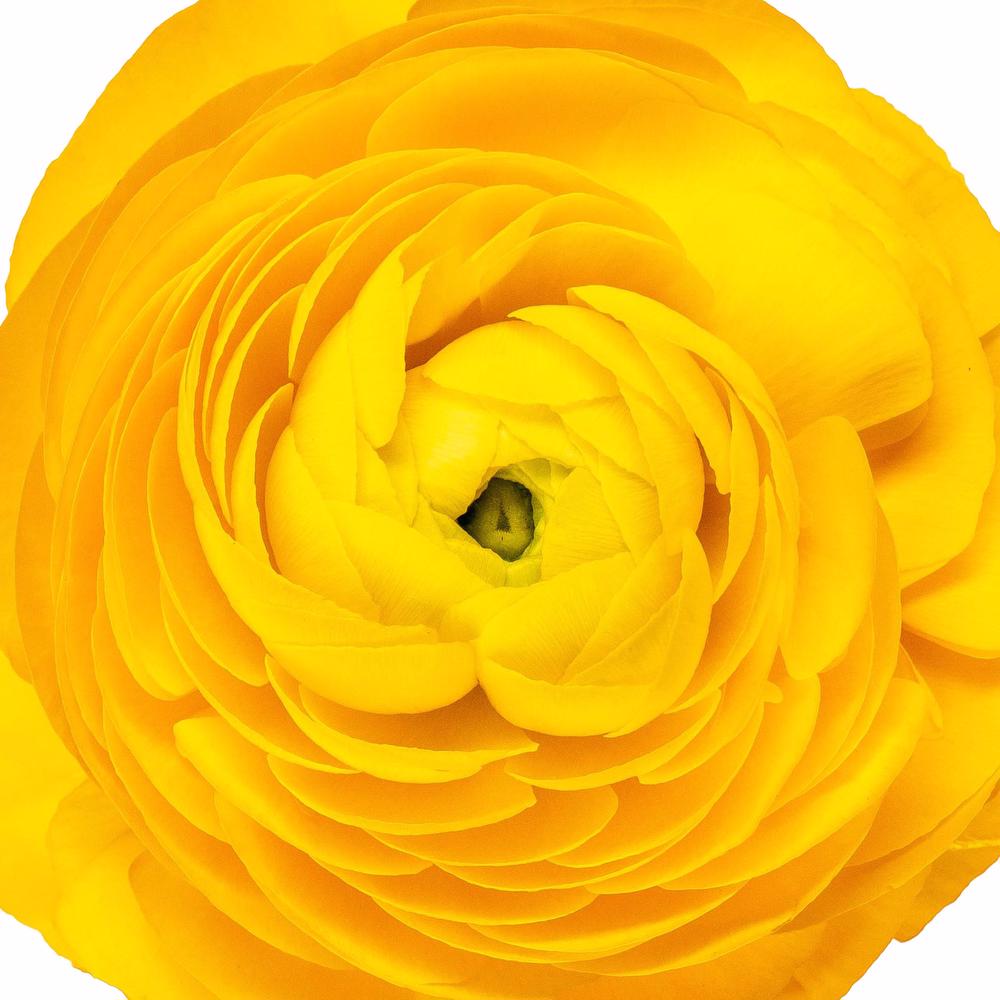esmeralda-ranunculus-giallow-yellow