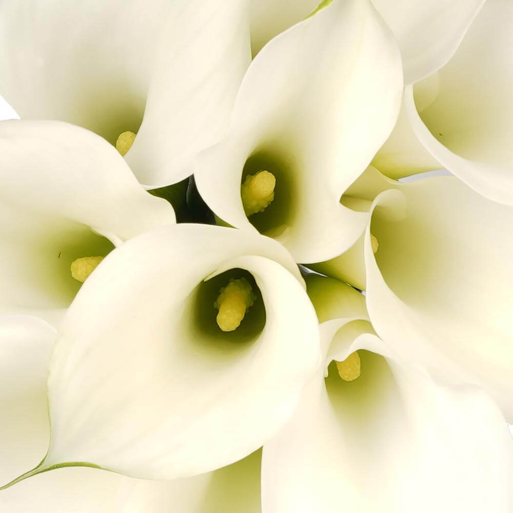 esmeralda-farms-crystal-white-cordoba-mini-calla-lily