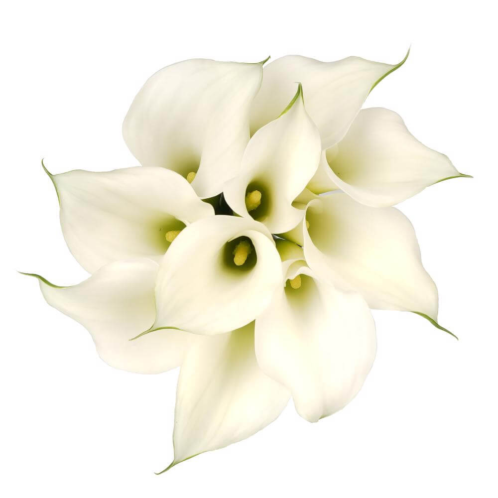 esmeralda-farms-crystal-white-cordoba-mini-calla-lily