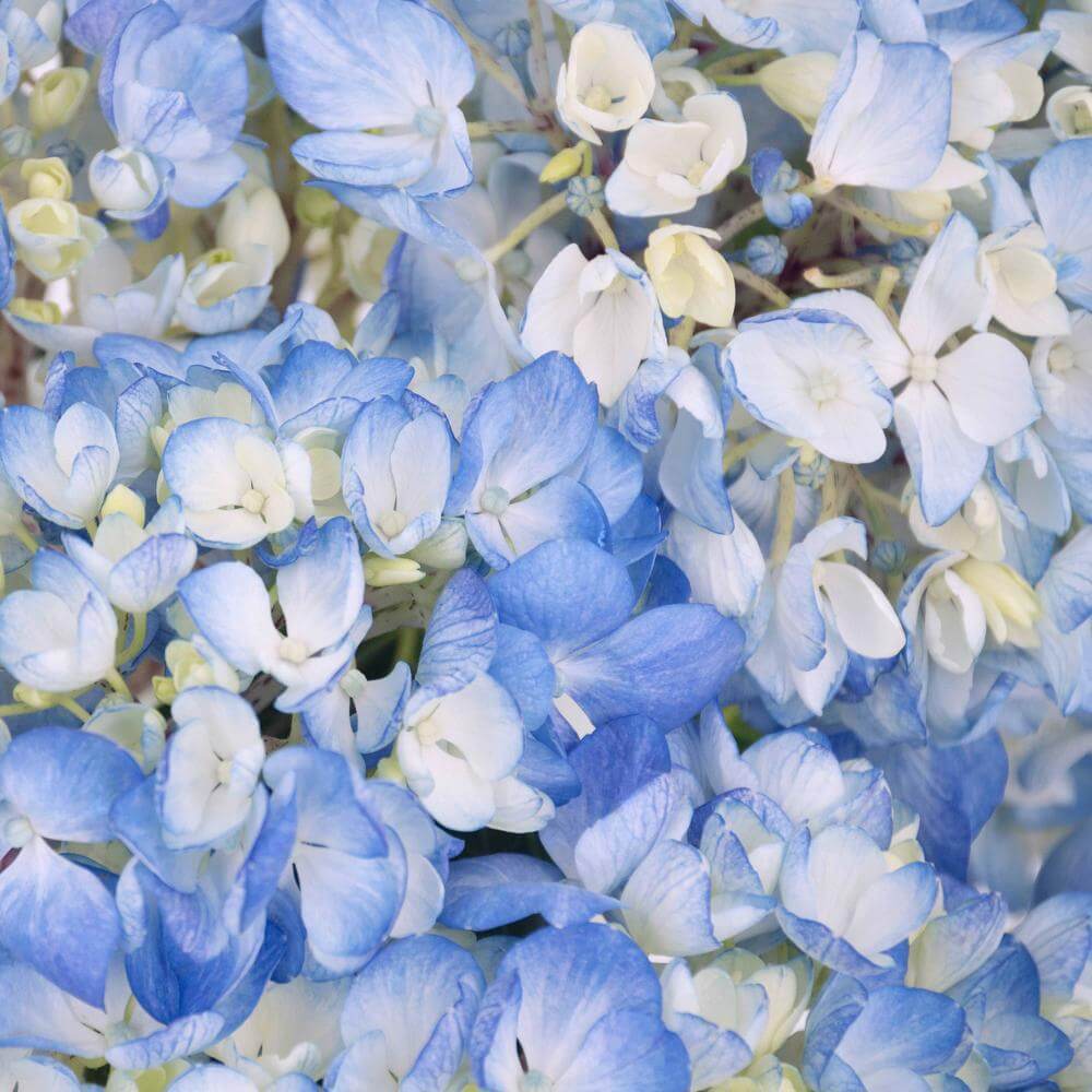 esmeralda-farms-hydrangea-azul