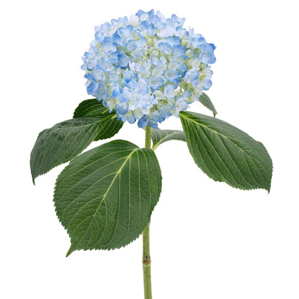 esmeralda-farms-hydrangea-azul-single-stem