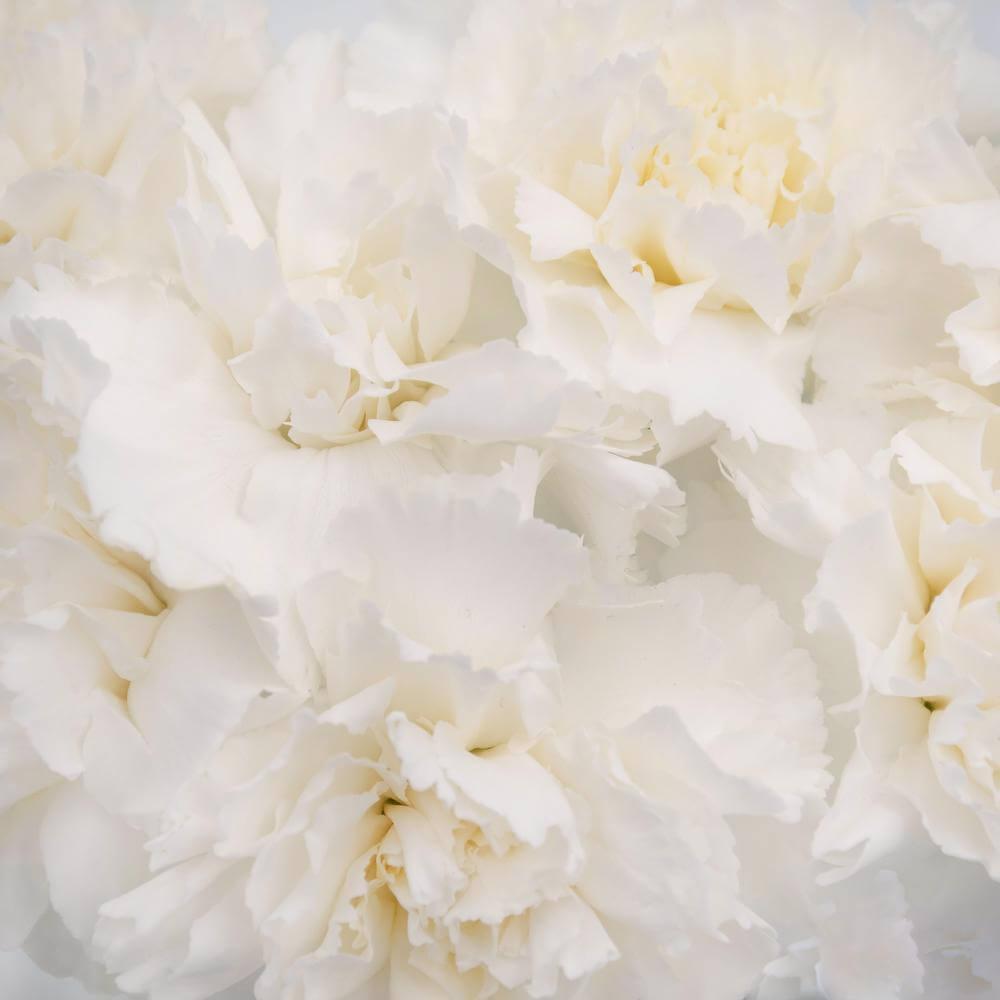 esmeralda-farms-carnation-white