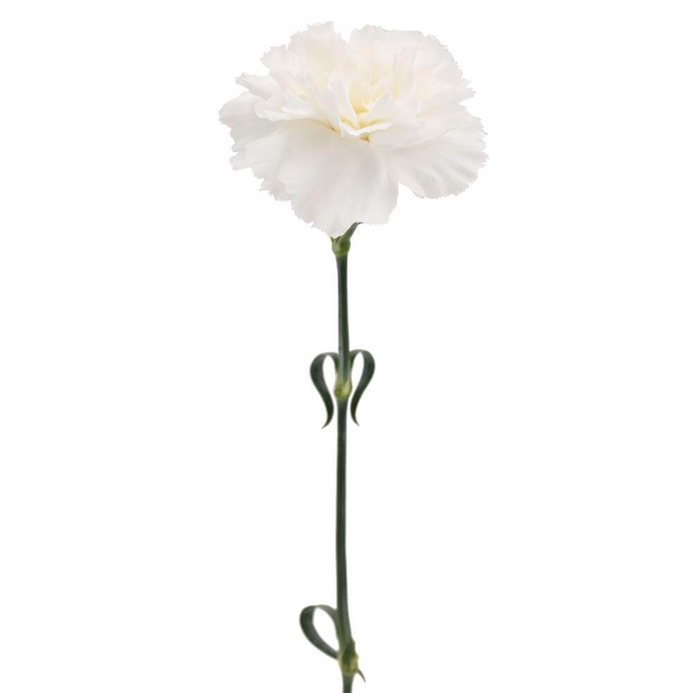 esmeralda-farms-carnation-white-single-stem
