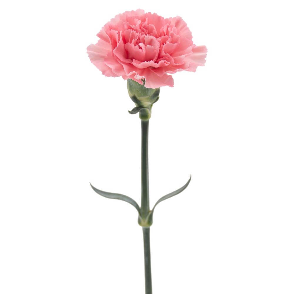 esmeralda-farms-carnation-pink-single-stem