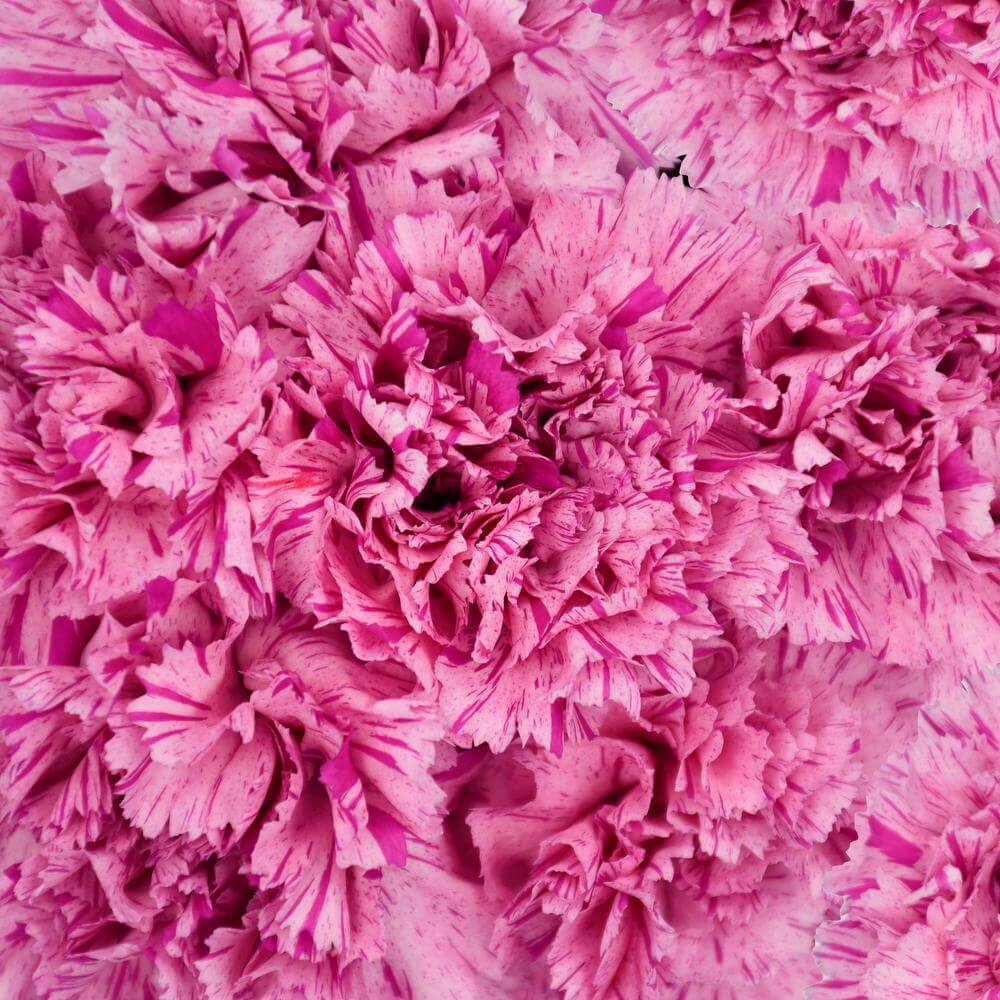 esmeralda-farms-carnation-novelty