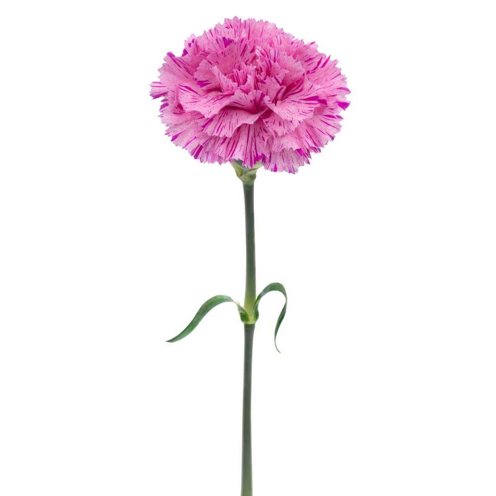 esmeralda-farms-carnation-novelty-single-stem