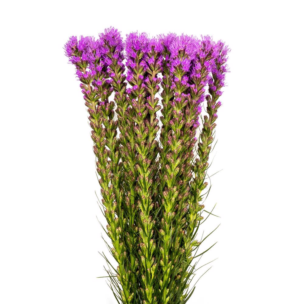 esmeralda-liatris-purple