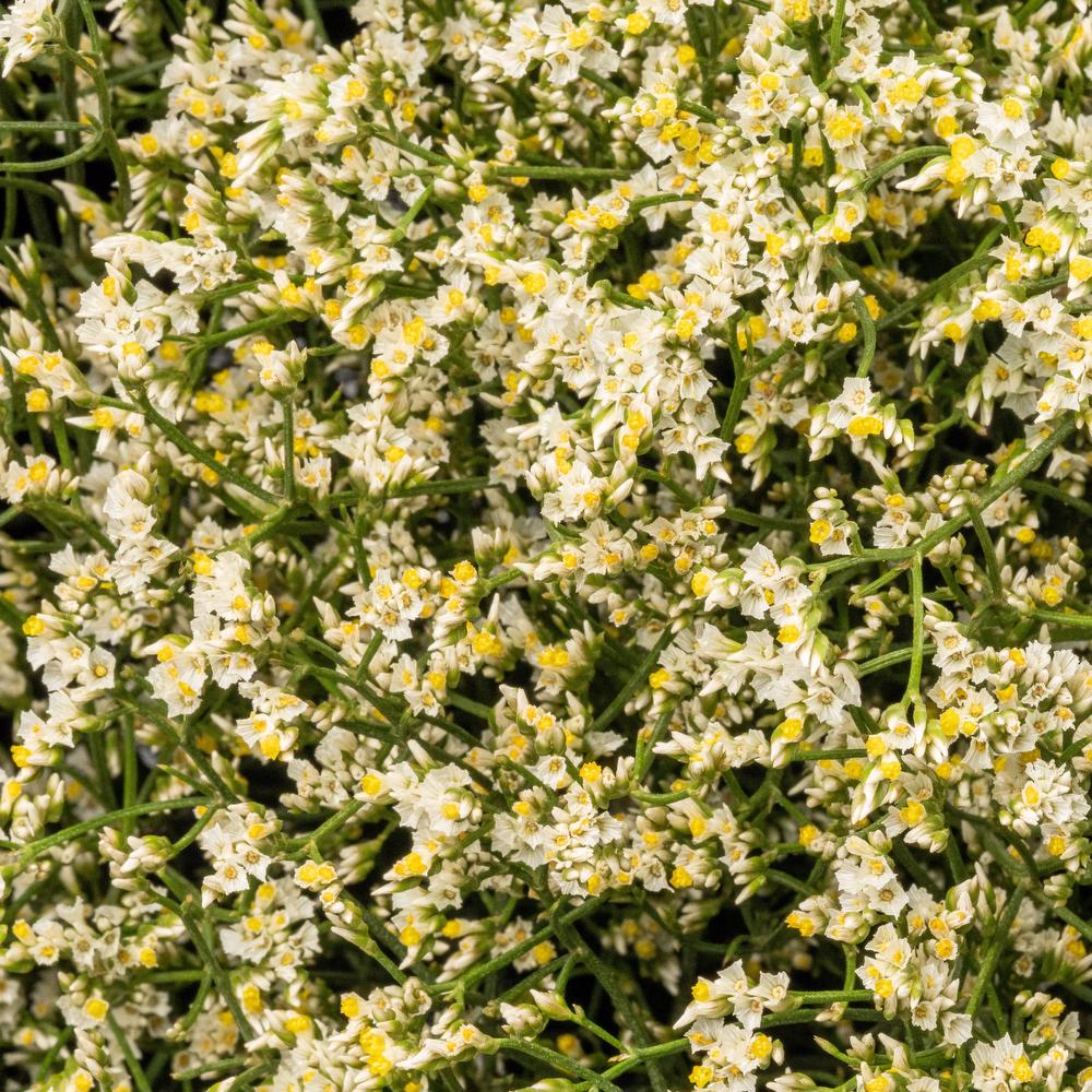 esmeralda-limonium-white-activa