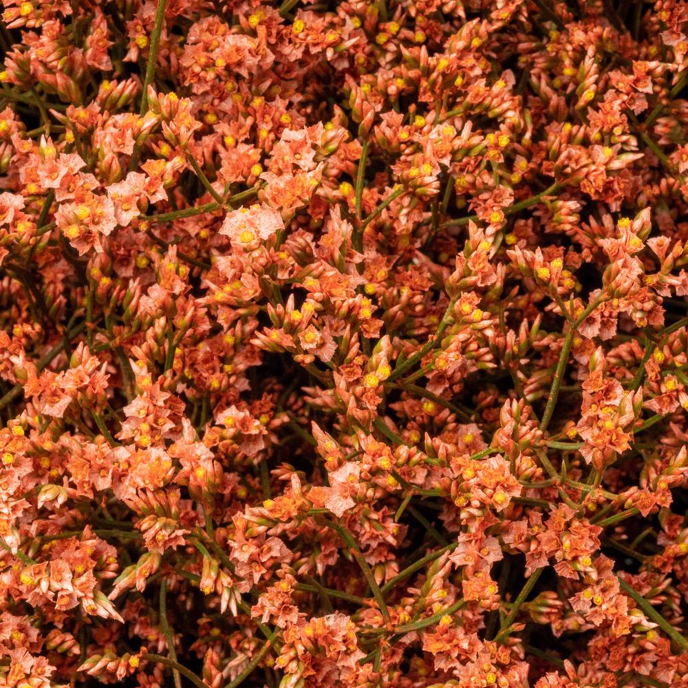 esmeralda-limonium-orange-painted