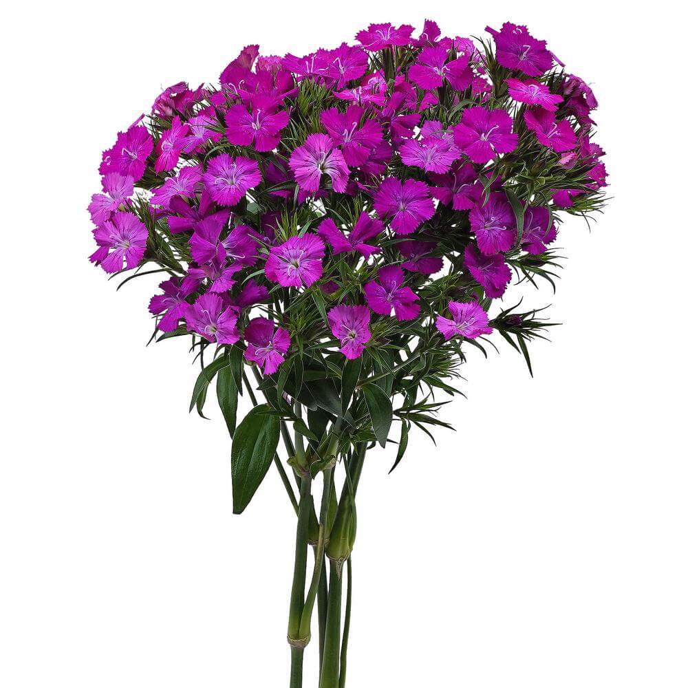 esmeralda-farms-dianthus-neon-purple-2