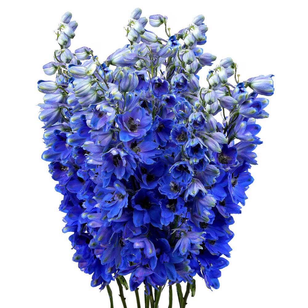 esmeralda-farms-delphinium-blue-jay-2