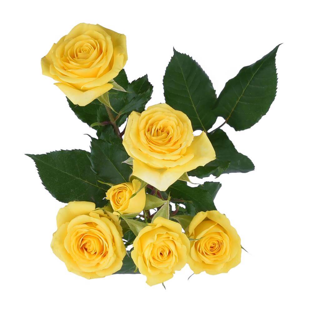 esmeralda-farms-spray-rose-golden-blossoms-2